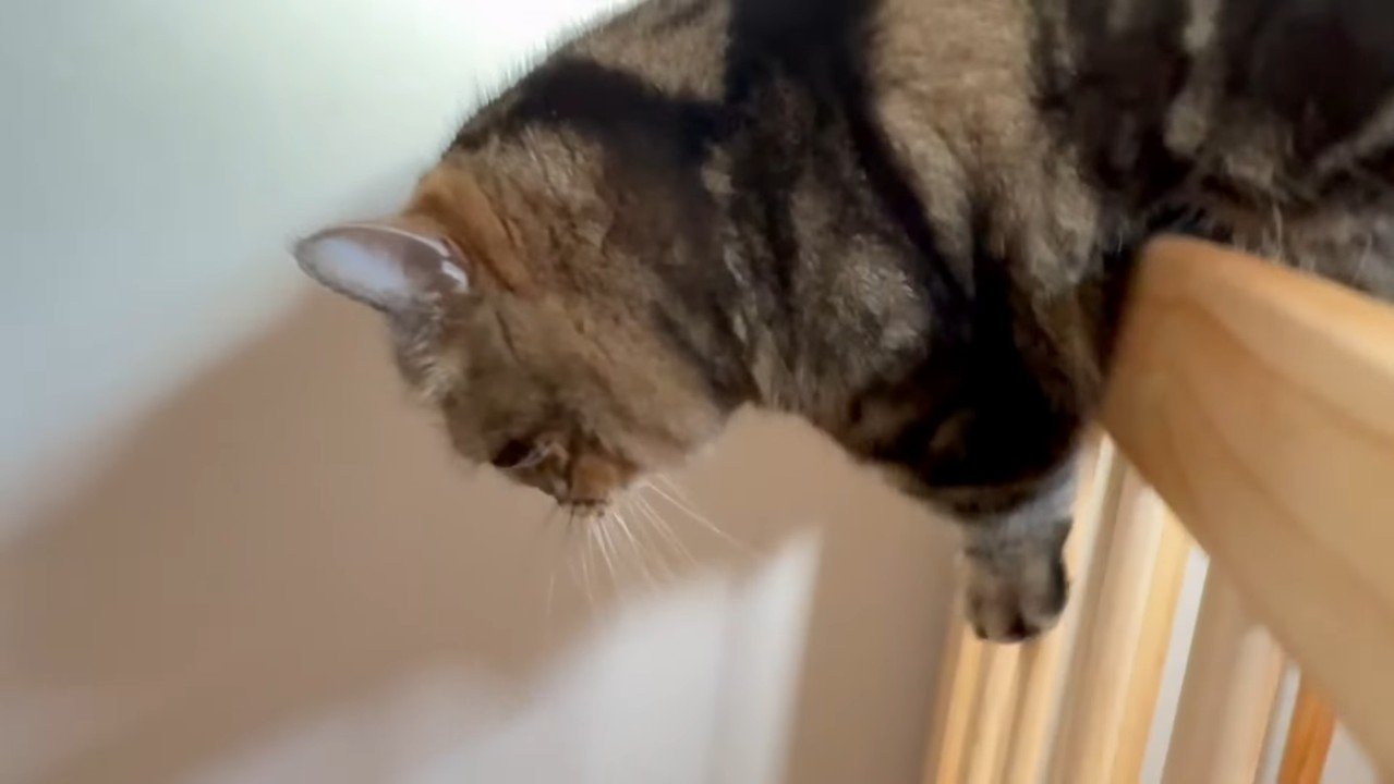 柵を飛び越えるメルくん