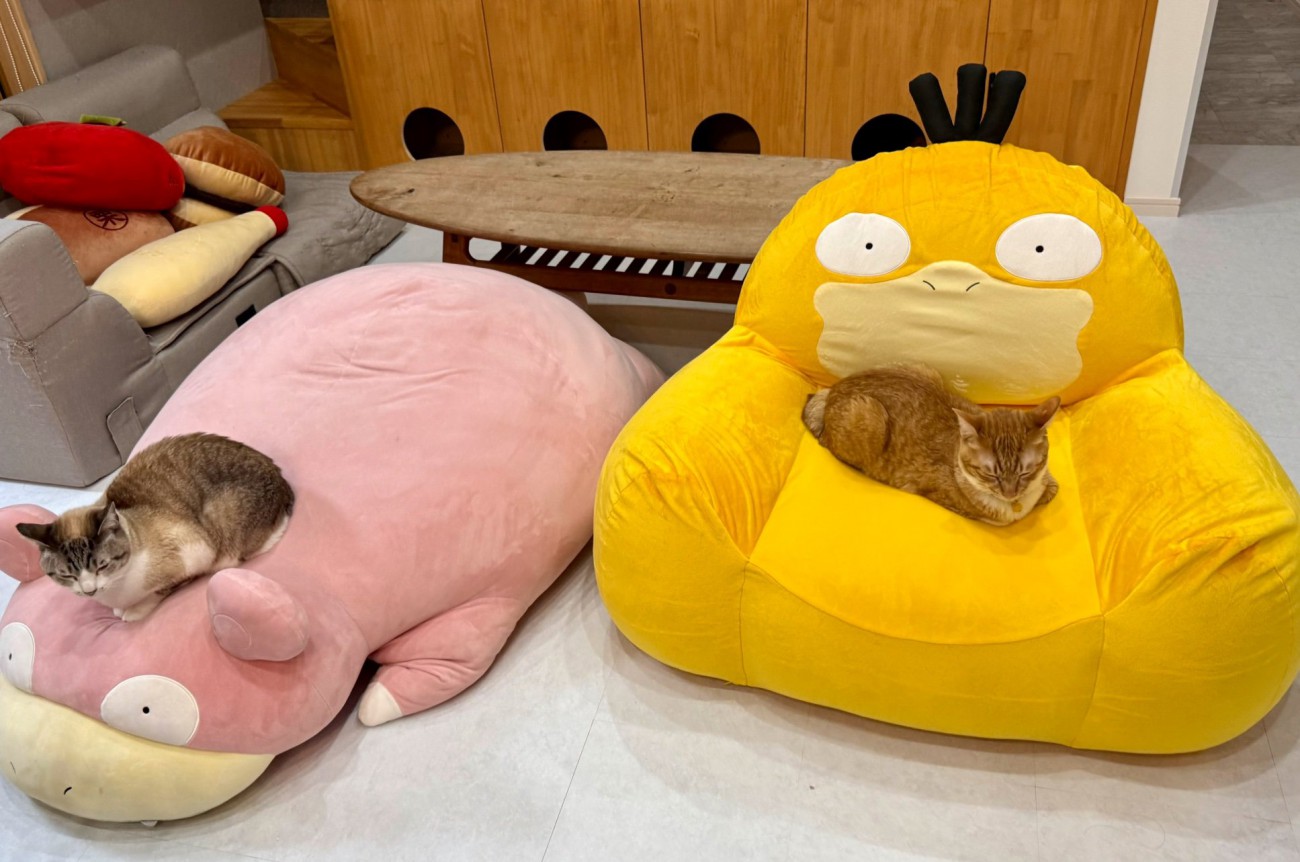 キャラクターソファで休む猫