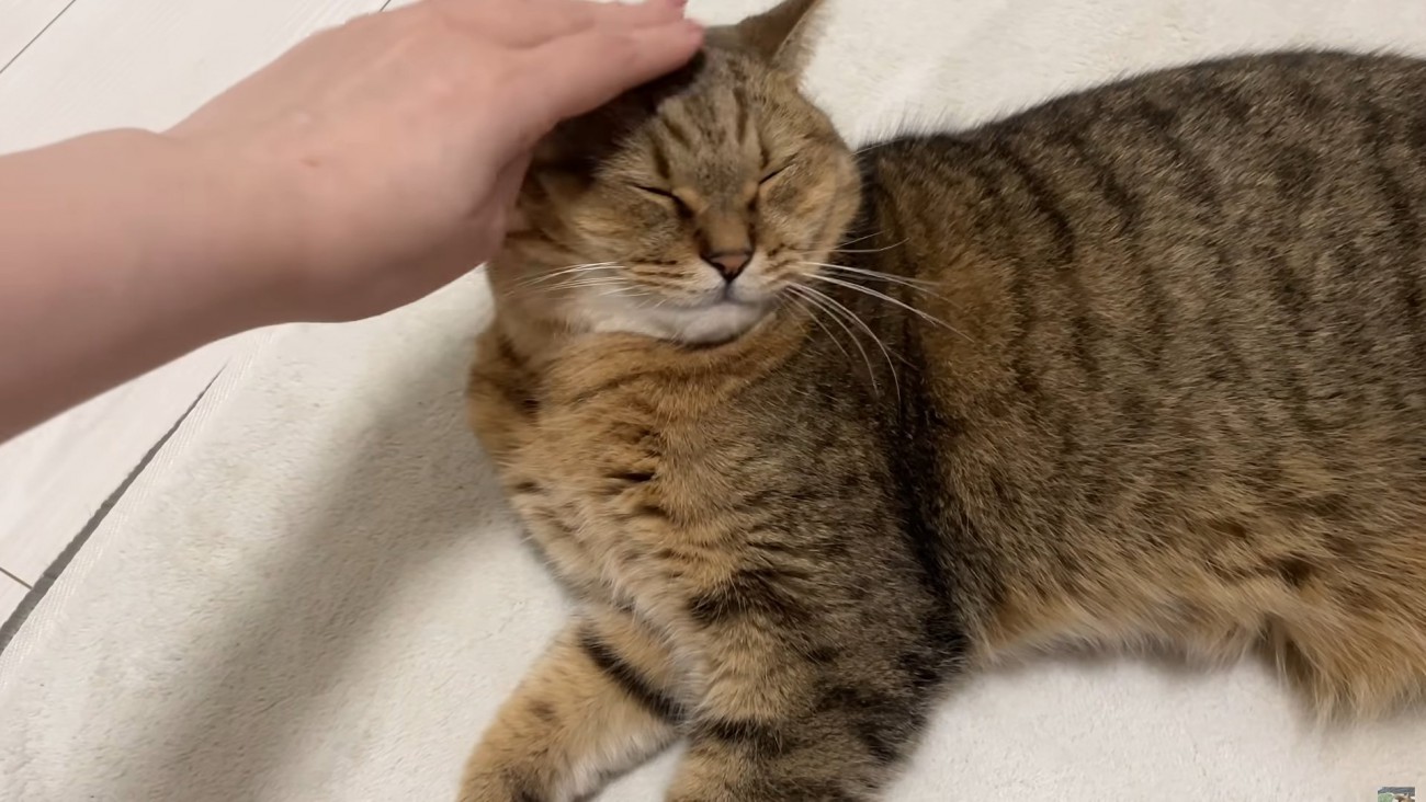 気持ちよさそうになでられているミヌエット