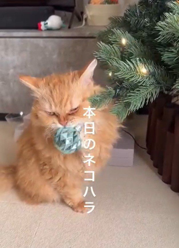 オーナメントにじゃれる猫