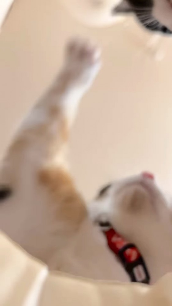 猫パンチする猫