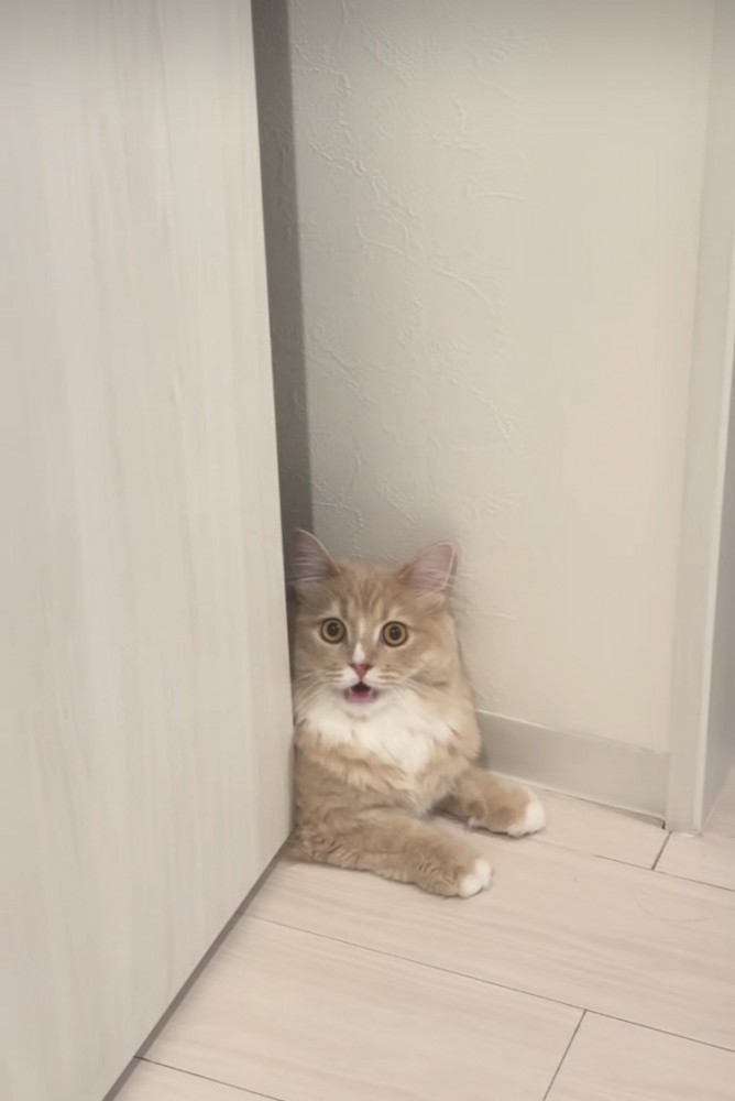 顔パック中の飼い主さんを見て驚くサイベリアン