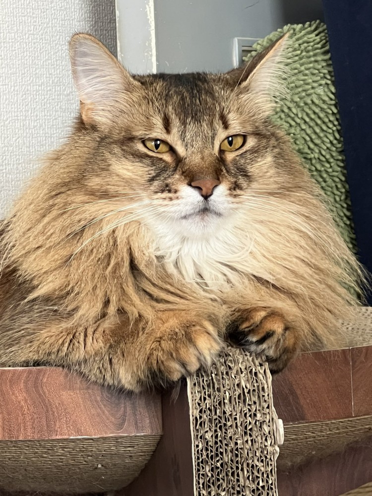 男前ななーさん