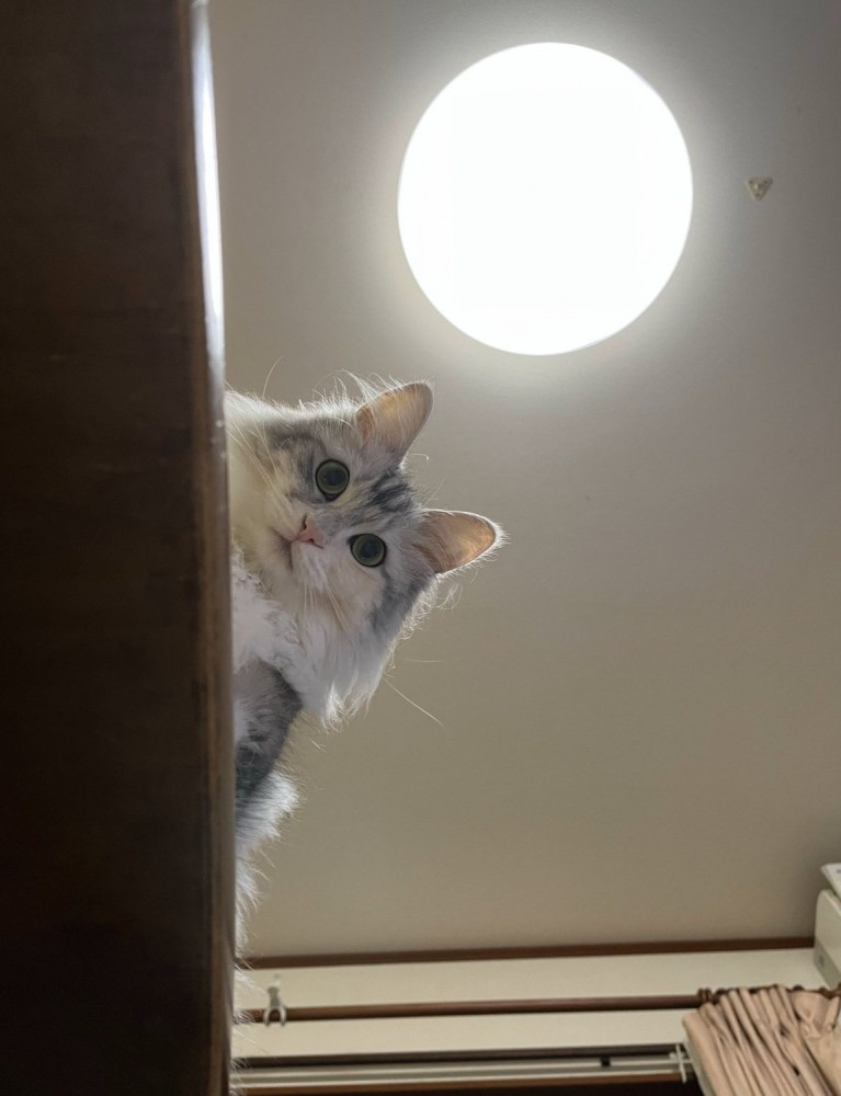 上から覗き込む猫