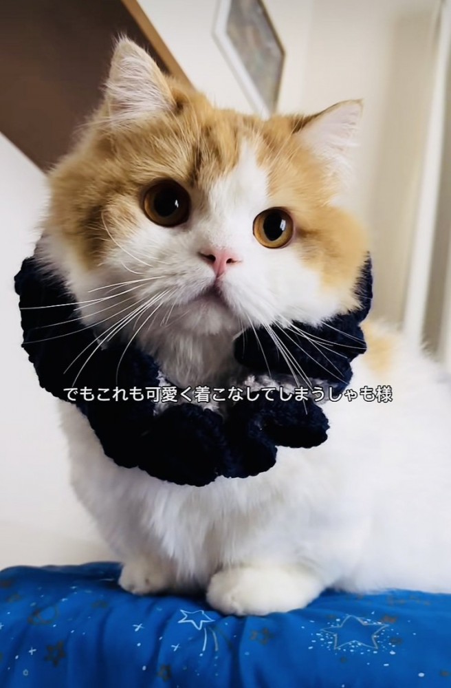 シュシュを付けたミヌエット