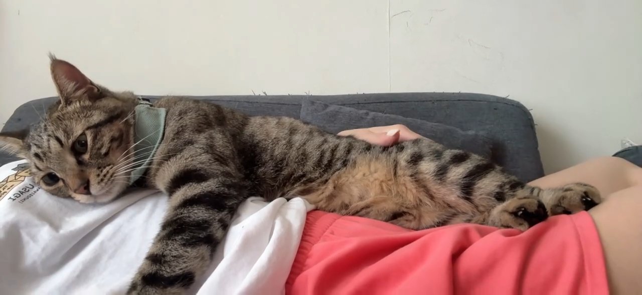 人のお腹の上で前足を伸ばす猫