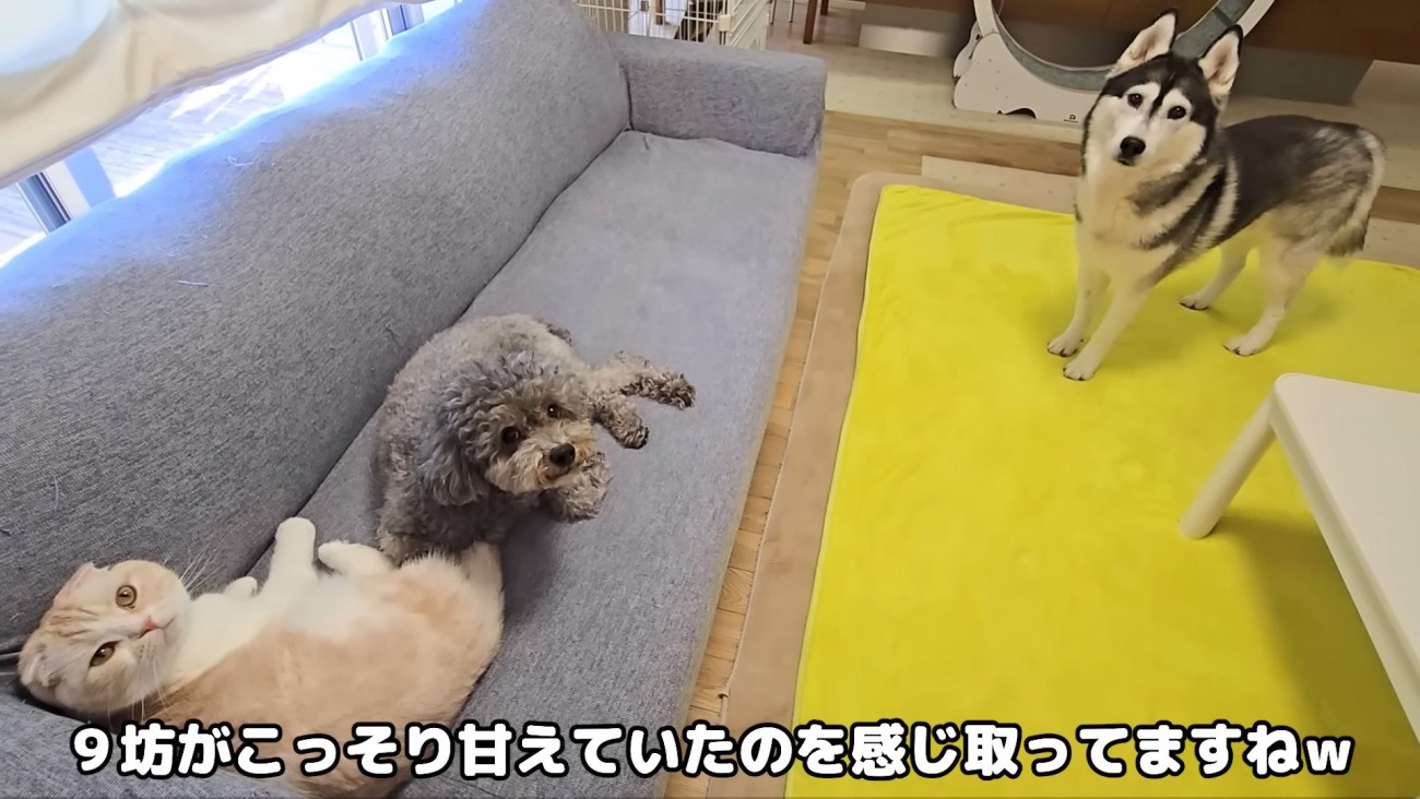 現場を見た犬さん