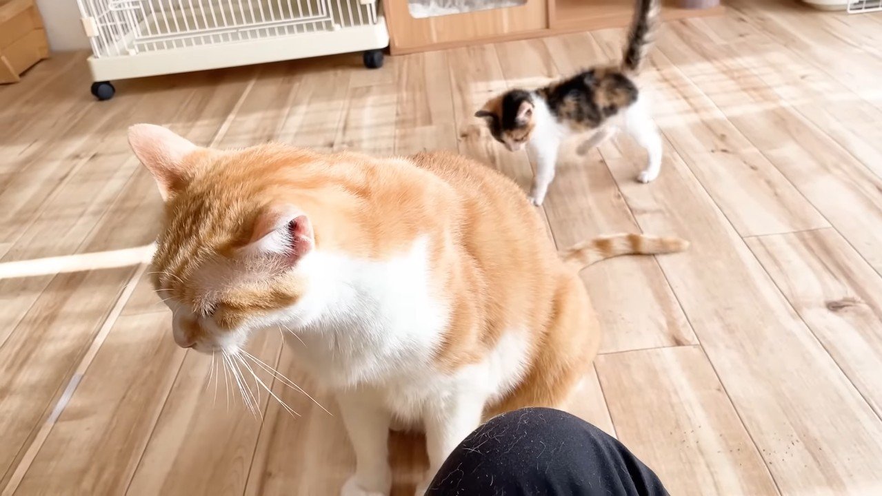 むぎくんの後ろに三毛ちゃん