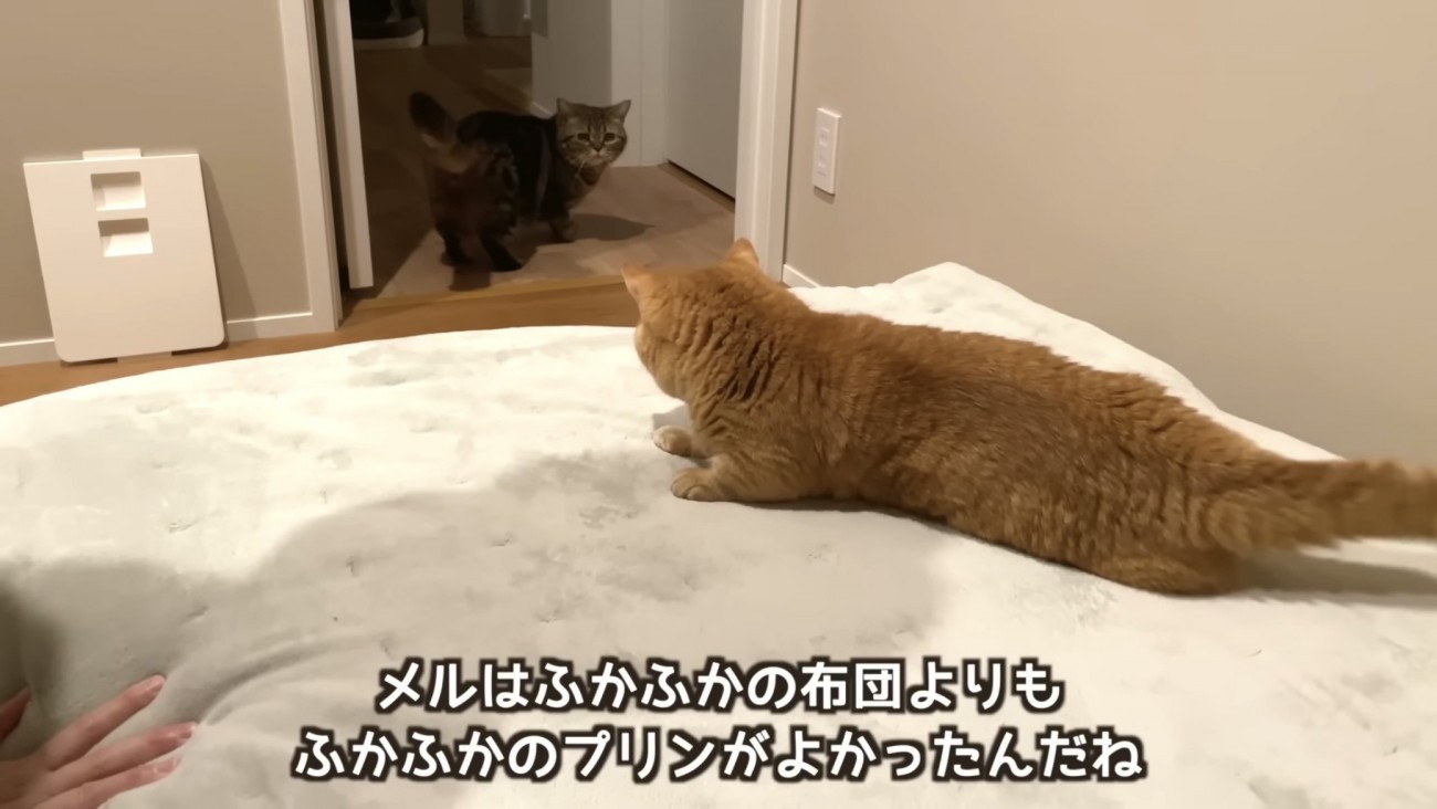 「メルはふかふかの...」のテロップ写真