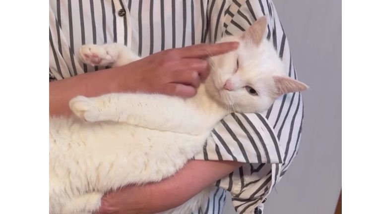 抱かれている猫