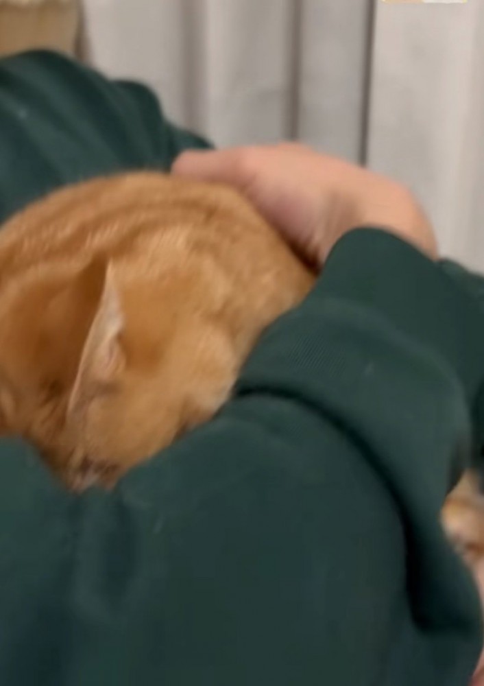 頭を腕の中に押し込む猫