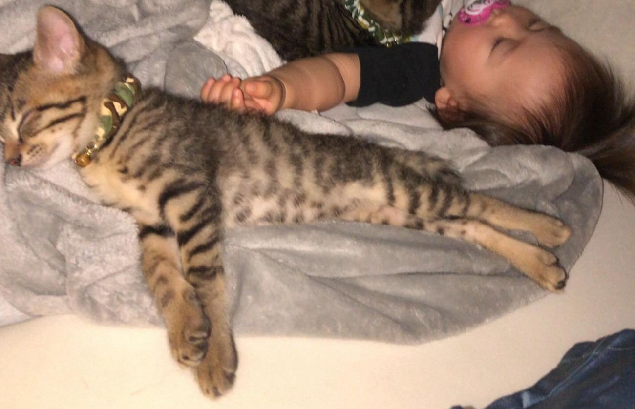 眠る赤ちゃんと子猫