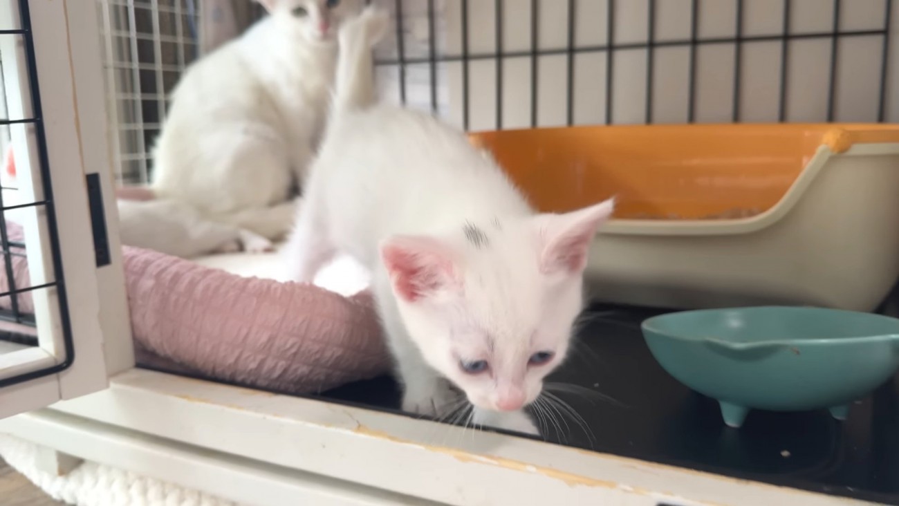 ケージから出てくる子猫