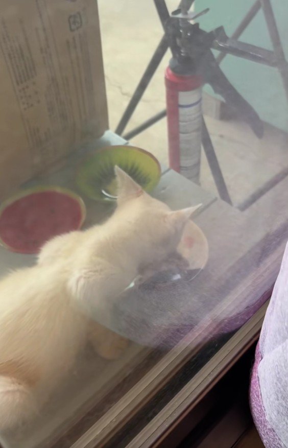 ごはんを食べる子猫