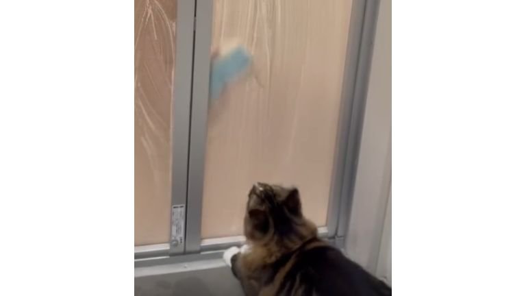 お風呂のドアの前にいる猫