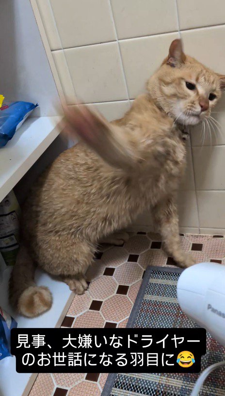 ドライヤーにパンチする猫
