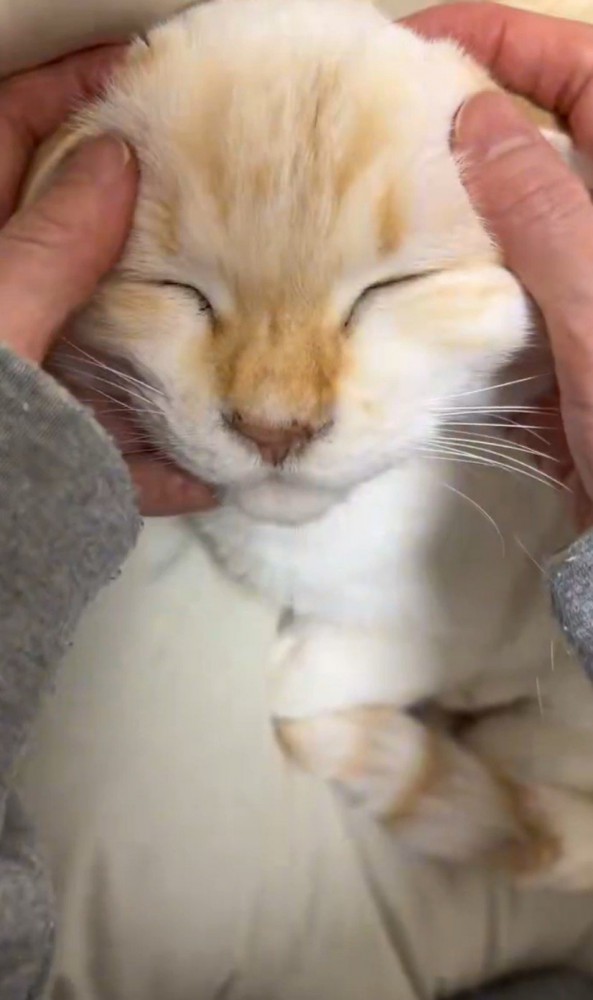 撫でられて目をつぶる猫2