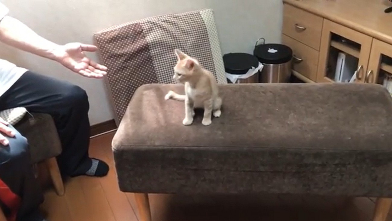 椅子の上でおすわりしている猫