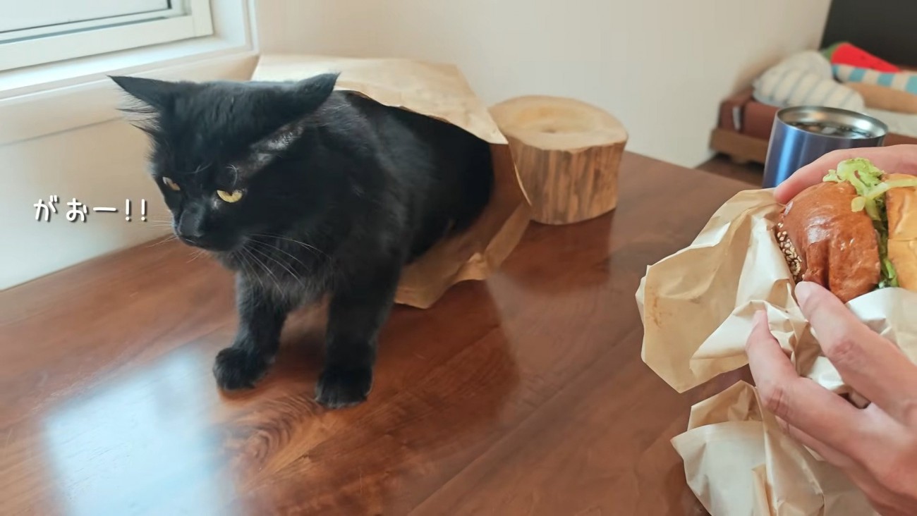 紙袋から飛び出すモカちゃん