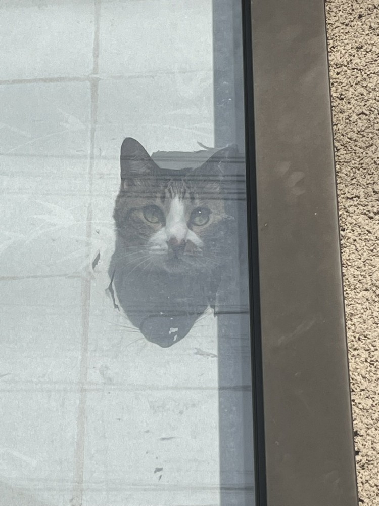 障子から頭を出す猫