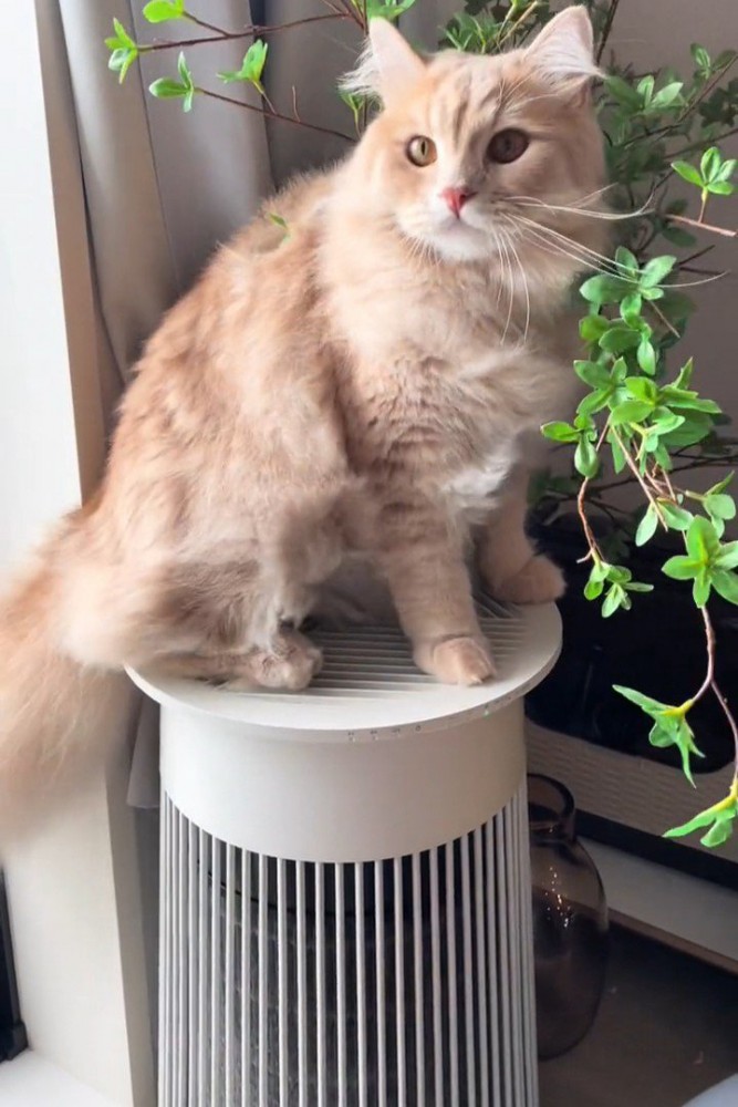 空気清浄機に乗る猫