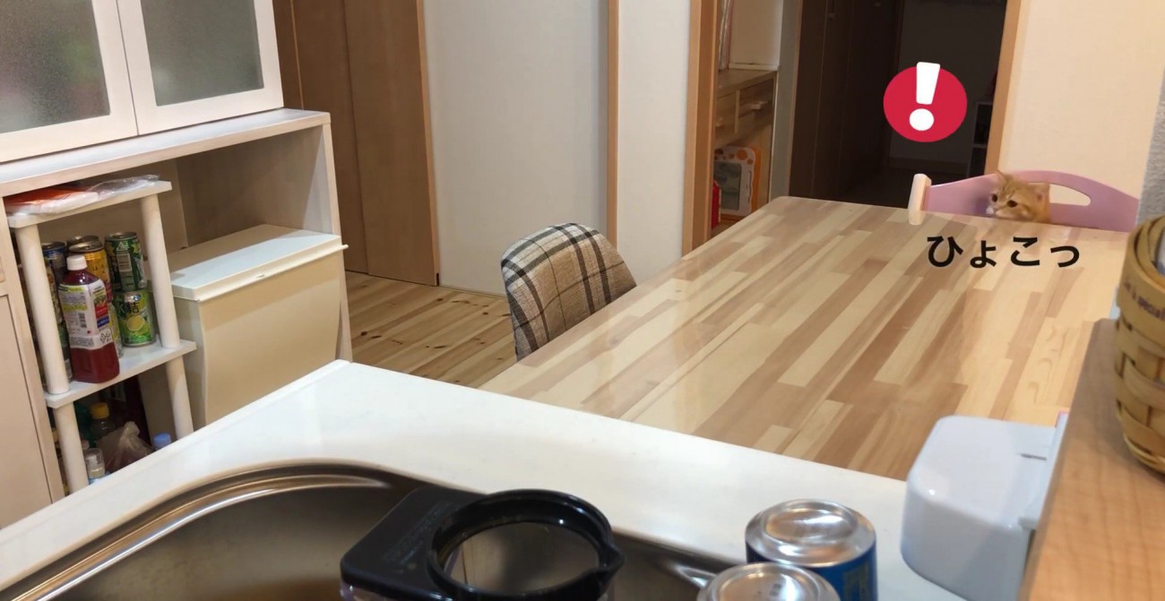 ピンクのいすから顔を出すぷてぃこさん