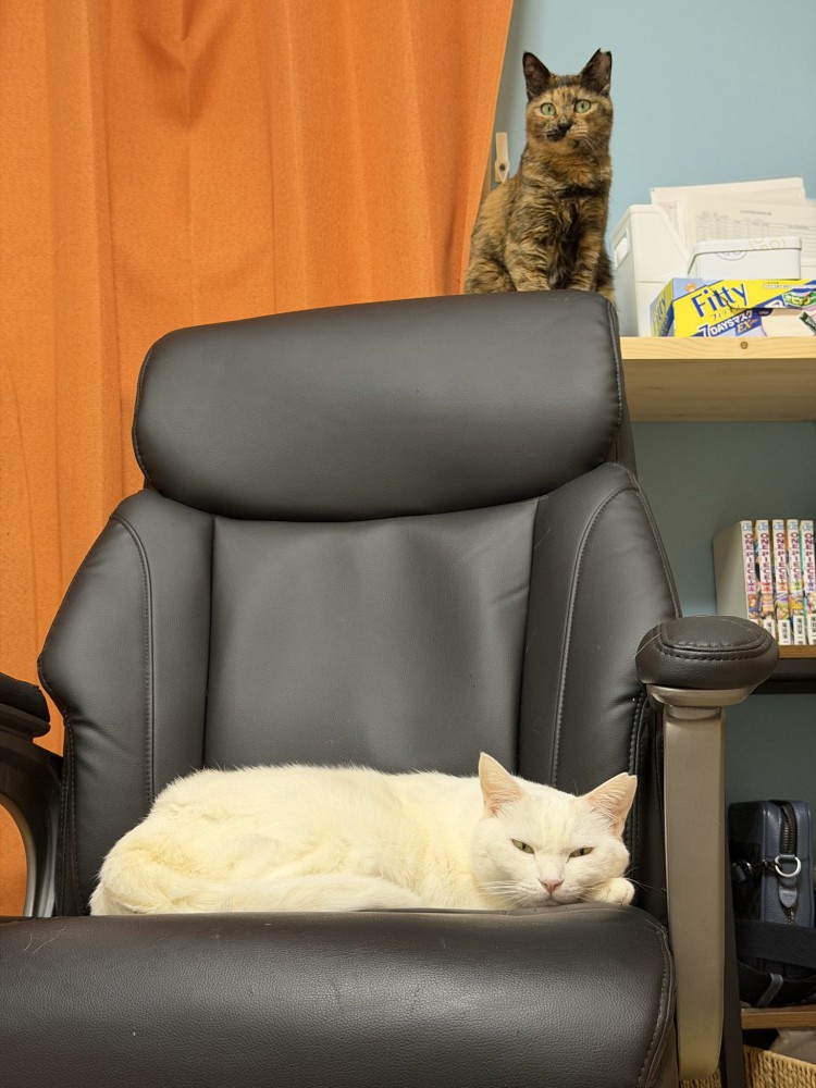 椅子に乗る猫と棚の上にいる猫