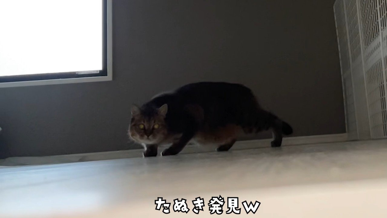 たぬき発見