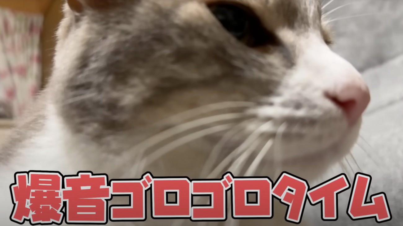 喉を鳴らして投稿者にすり寄る猫