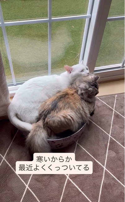 毛づくろいをしている2匹の猫