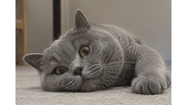 室内にいる猫