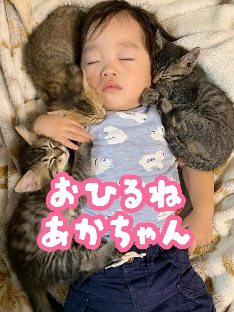 寝ている子どもと子猫たち