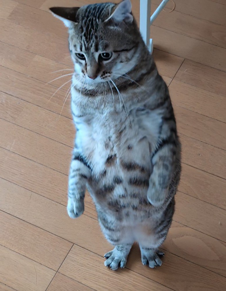 立っている猫