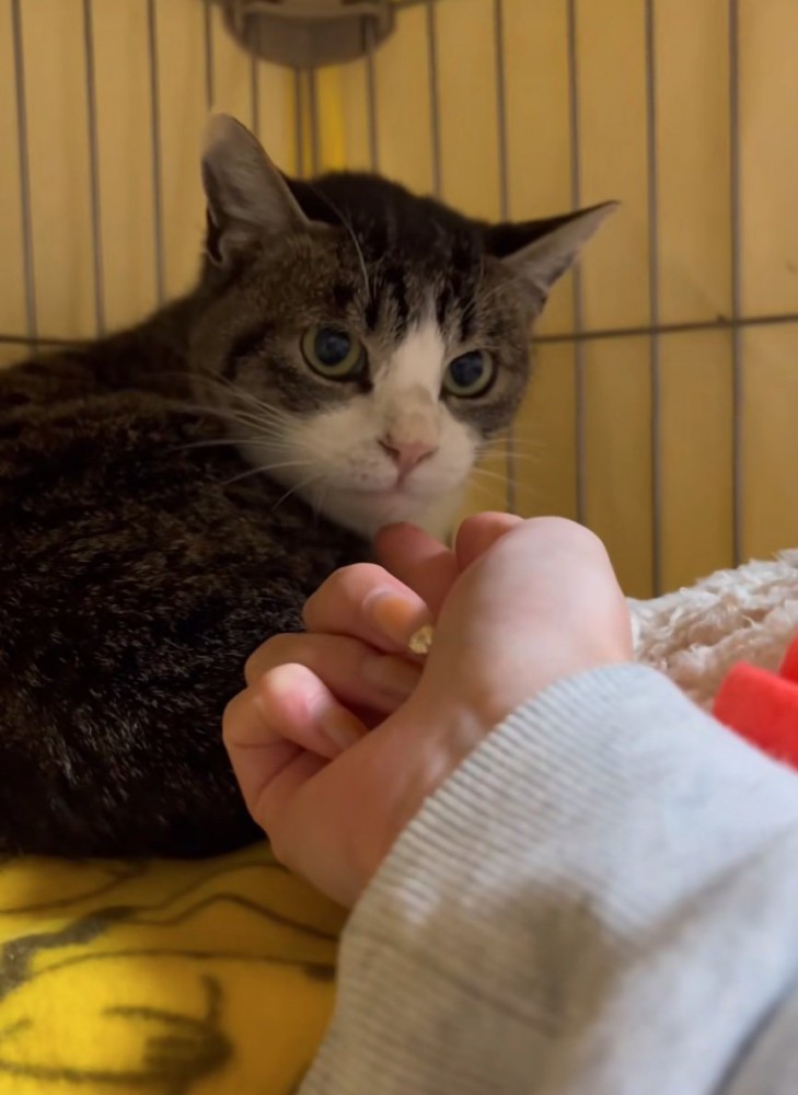手からちゅーるを食べる猫