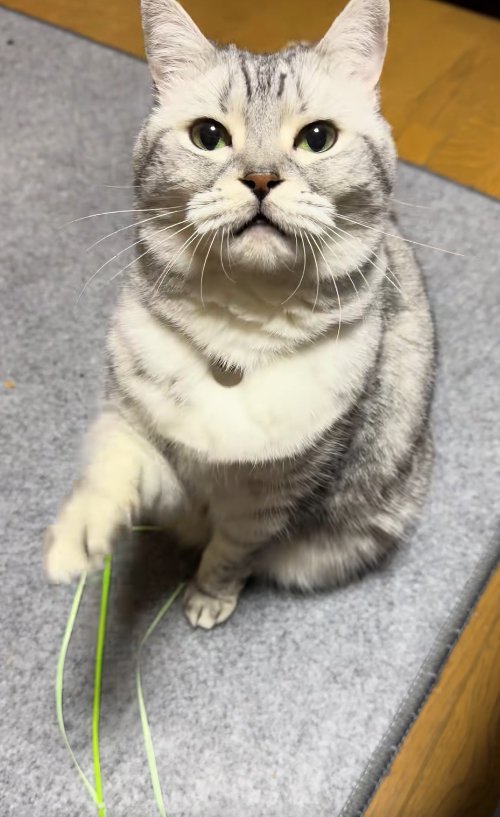 右前足を上げているカメラ目線の猫