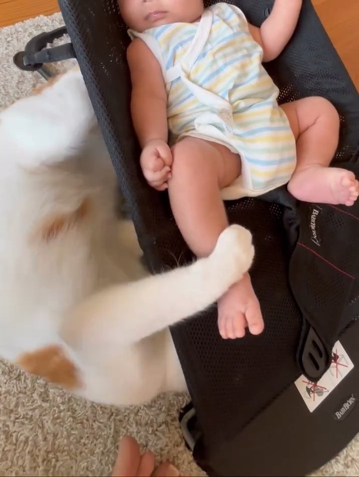 赤ちゃんの足にじゃれる猫