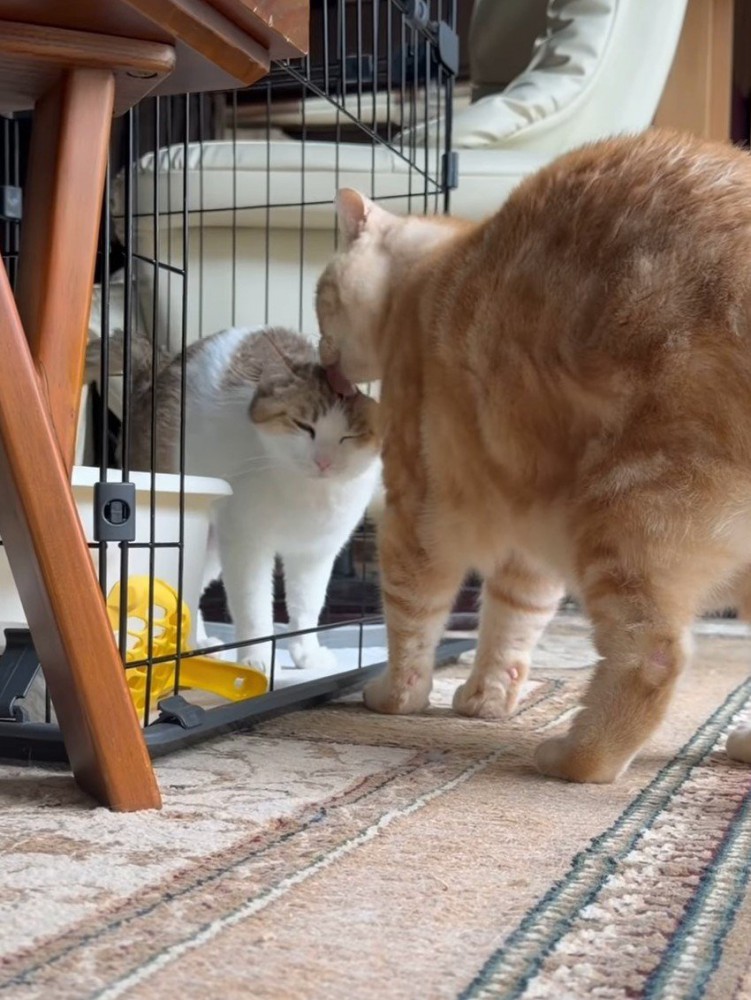 猫の頭をなめる茶トラ猫