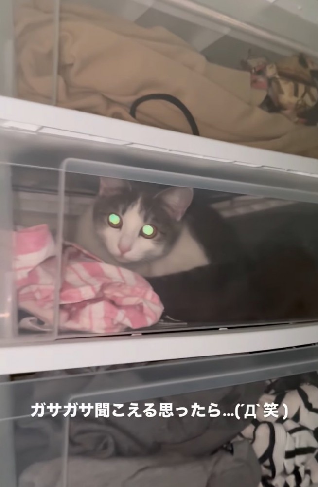 ケースの中でくつろぐ猫