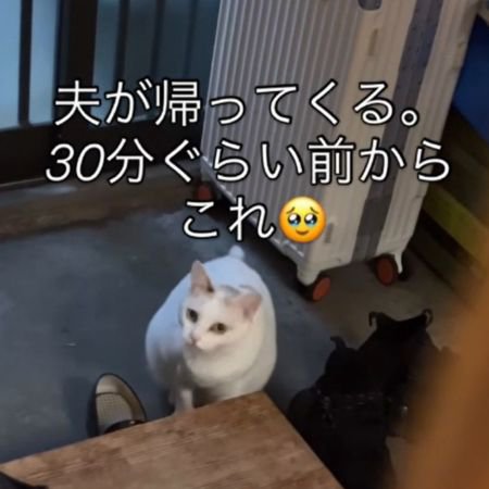 台から顔を離して座り正面を見る猫