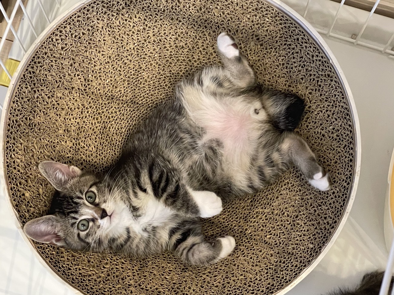 仰向けに転がる子猫