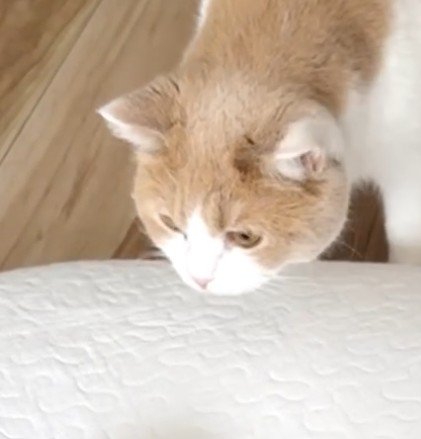 猫の顔アップ