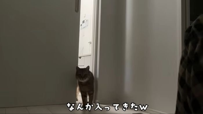 部屋に入るみにら君
