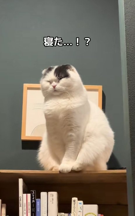座ったまま寝ている猫