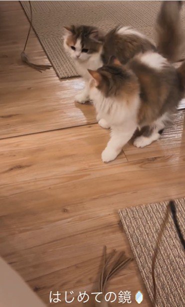 鏡に攻撃をしている子猫