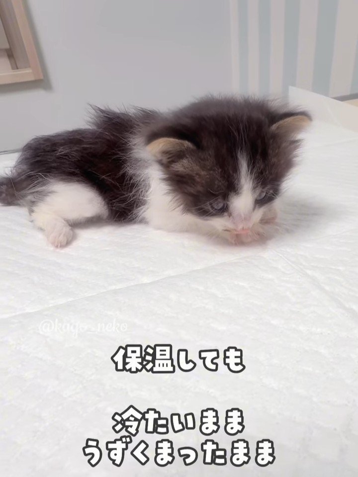 うずくまる子猫