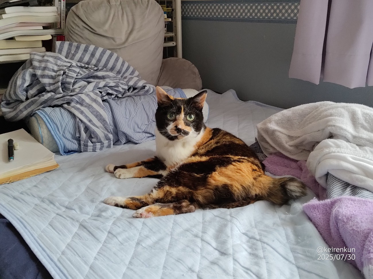 ベッドにいる猫