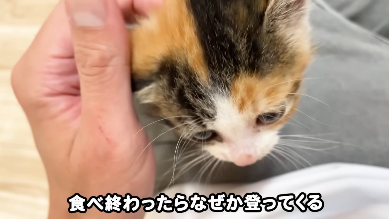 なでられる子猫