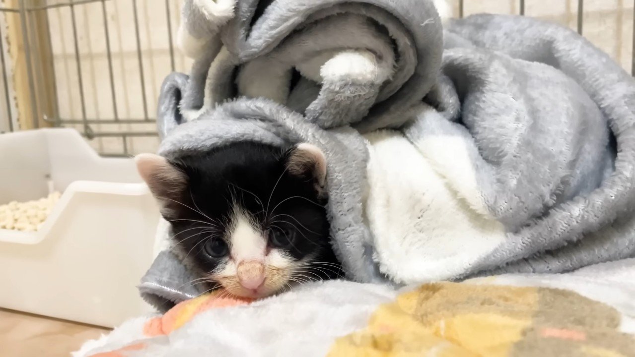 毛布にくるまって