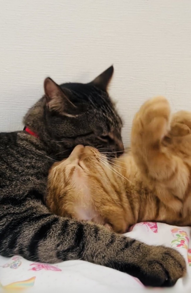 茶トラ猫をグルーミングするキジトラ猫