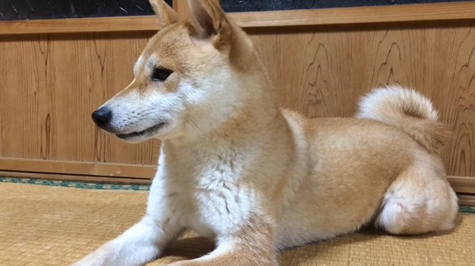 畳の上で座る柴犬